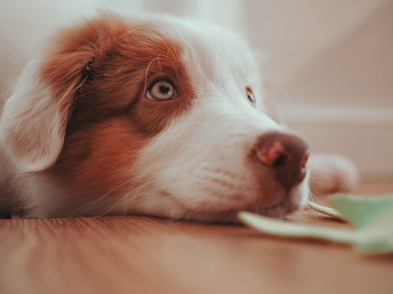 tan and white dog